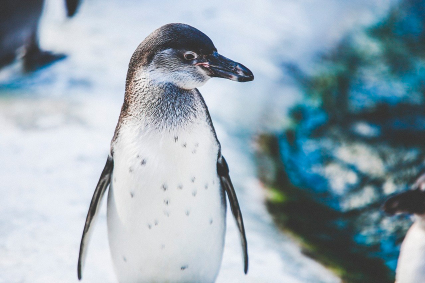 animal pinguino como marca